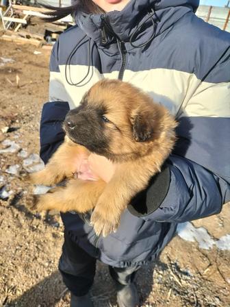 Продам щенят