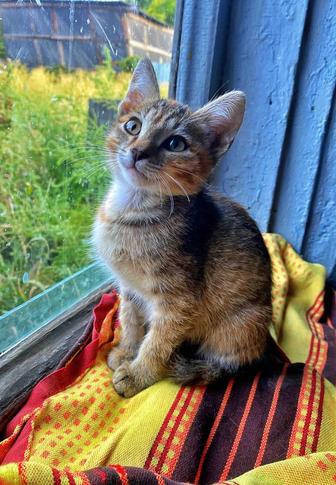 Милые котята в добрые руки