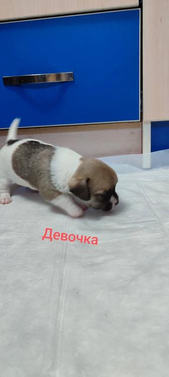 Мини чихуахуа