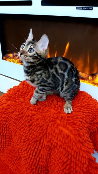 леопардовые золотые и серебряные бенгальские котята