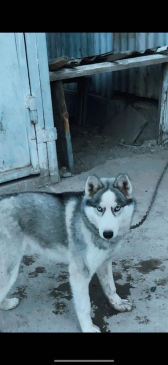 Продам Хаски