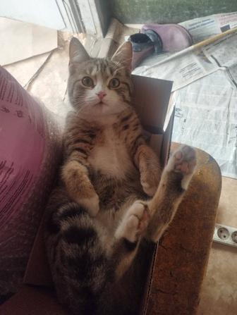 Одам котенка в добрые руки!