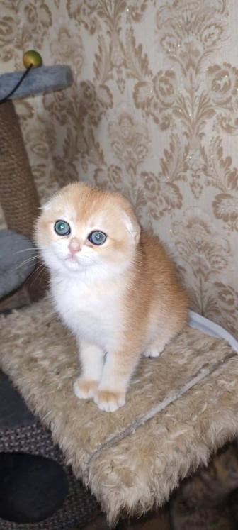 Плюшевые котята шиншилла золото и серебро