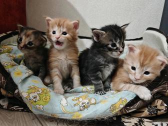 Котята мейнкун