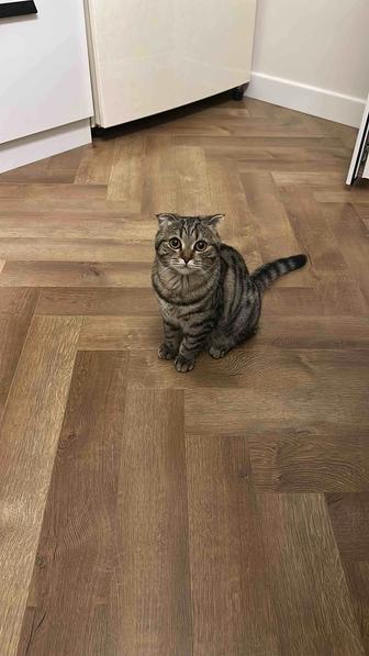 Котенок 7 мес