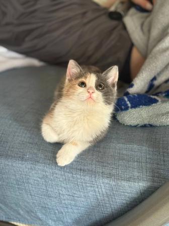 Отдам котенка в добрые руки