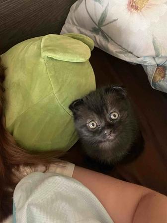 Котенок вислоухий мальчик