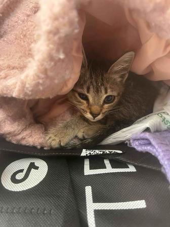 Котенок 1 месяц заботливому хозяину