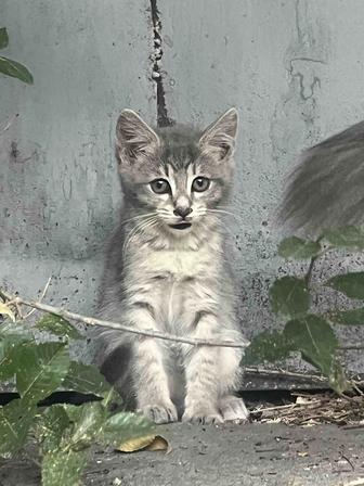 Отдам котенка мальчика