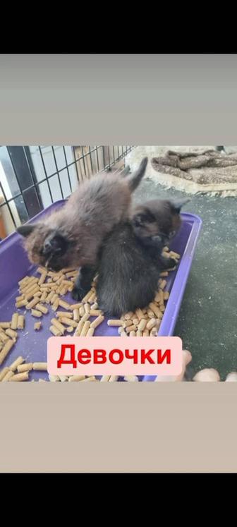 Котята ищут дом