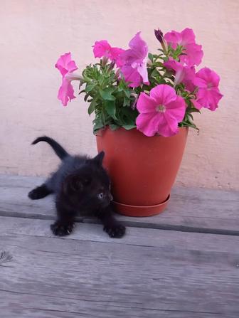 Котенок мальчик 2 месяца шустрый