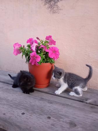 Котята мальчик и девочка 2 месяца шустрые