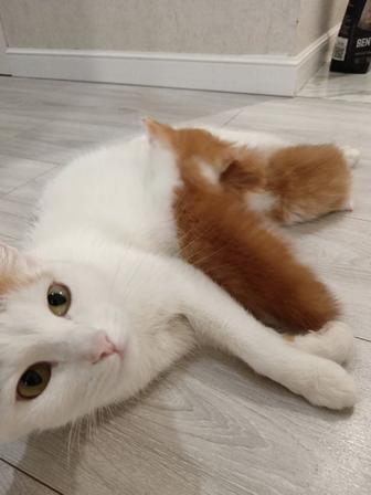 Отдам котенка в добрые руки