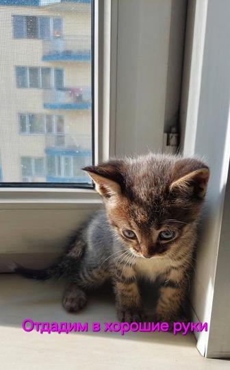 Отдадим котёнка в хорошие руки