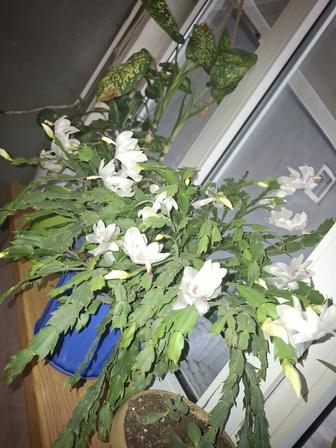 Продам комнатные цветы разные