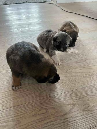 Отдам щенков бесплатно