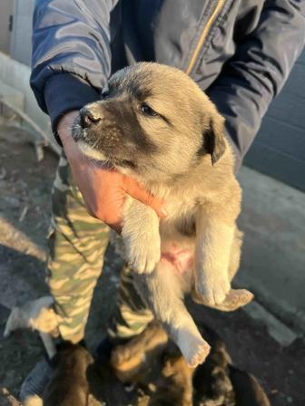 Отдам щенков бесплатно