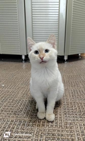 Котенок -мальчик ищет дом