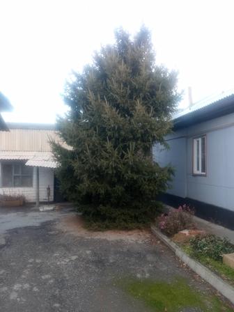 Ёлка 3 - 3.5 метра в высоту