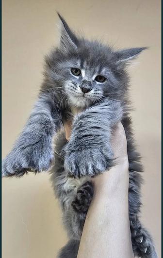 Милые котята Мейн-кун в рассрочку