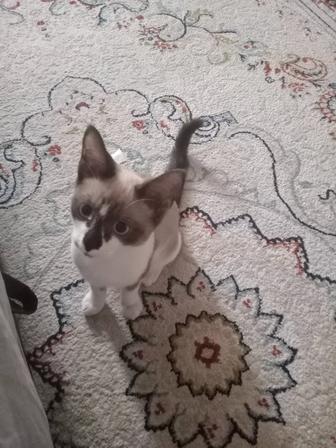 Отдам сиамского котика в хорошие руки, ходит в лоток