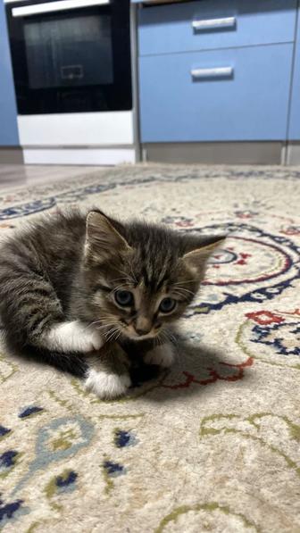 Отдам котенка