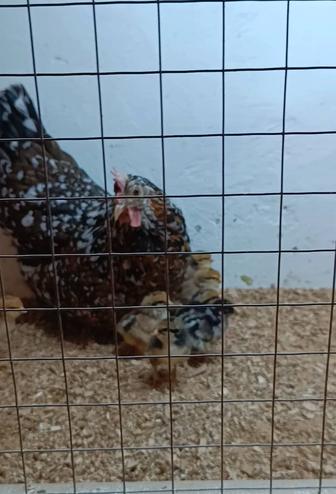 Продам квочку с цыплятами.