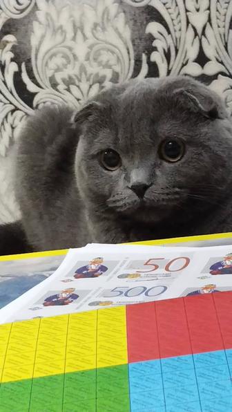 Вязка котов