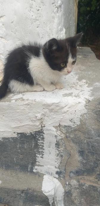 Котята бесплатно