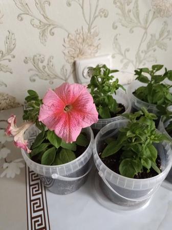 Продам петунии в горшочках