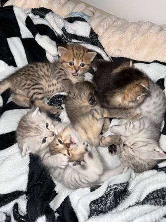 Шотландский котят