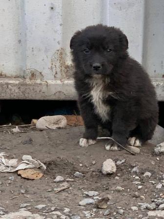 Отдам щенка в хорошие и добрые руки