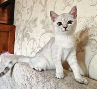 Котик