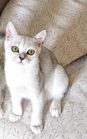Котик