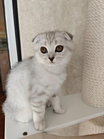 Котики