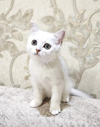 Котик