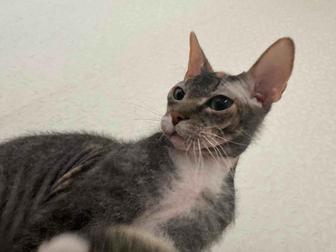 Отдам кошку в добрые руки