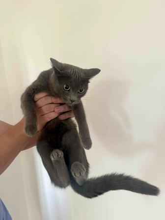 Отдам котенка