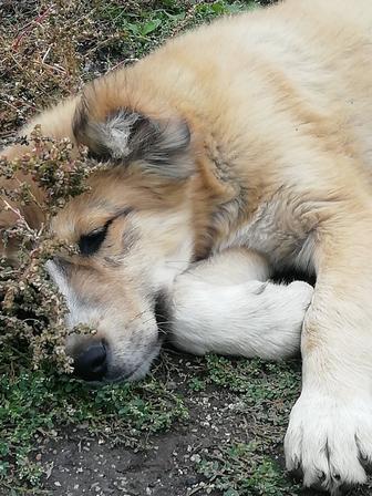 Продам щенка Алабая