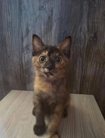 Кошечка в хорошие руки