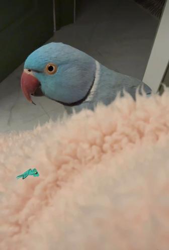 Продам говорящего Ожерелового попугая 7 мес