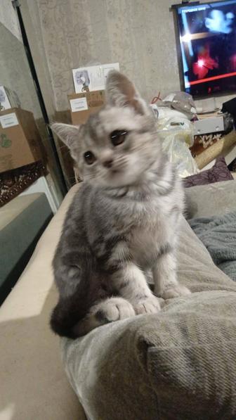 Котята британцы , scottish страйк