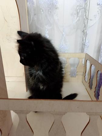 Продаю домашних котят