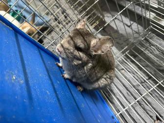 Шиншилла девочка