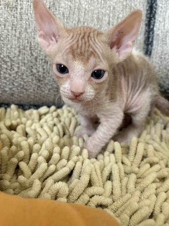 Котята сфинкс