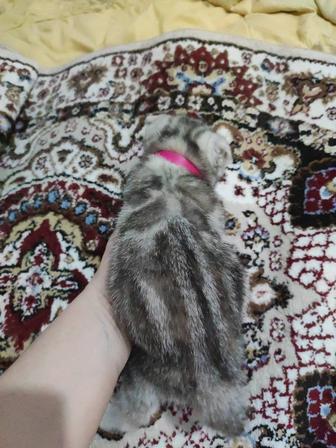 Котята мраморные