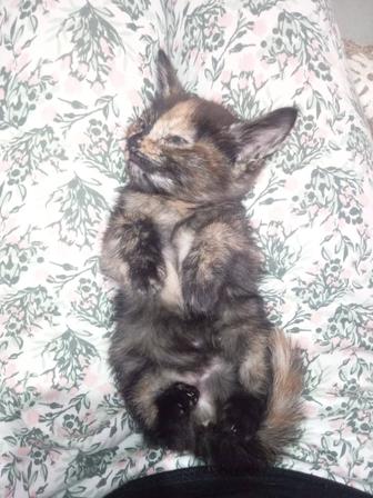 Котята 3 месяца
