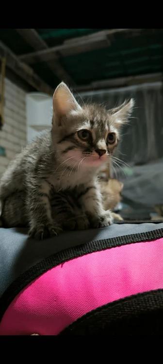 Котята