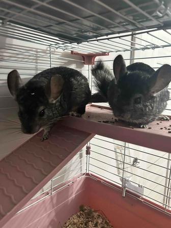 Шиншиллы. Пара