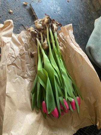 Тюлпаны оптом розница